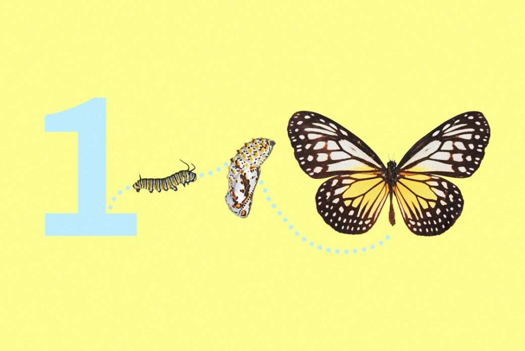 En fj&auml;rils utveckling fr&aring;n larv till puppa till fullt utvecklad fj&auml;ril.