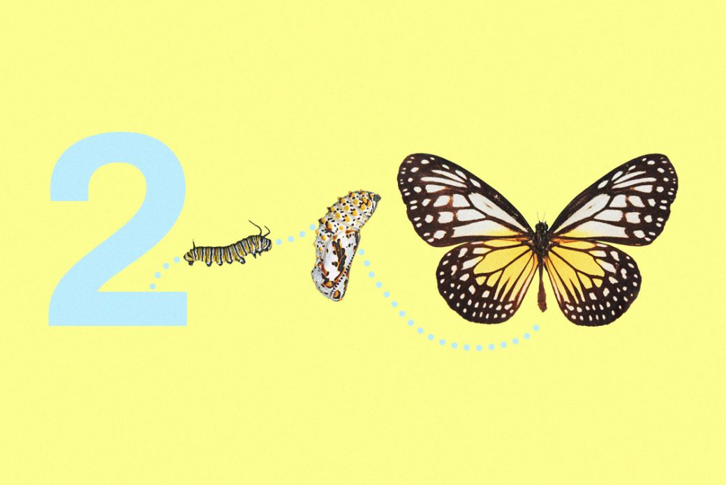 En fj&auml;rils utveckling fr&aring;n larv till puppa till fullt utvecklad fj&auml;ril.